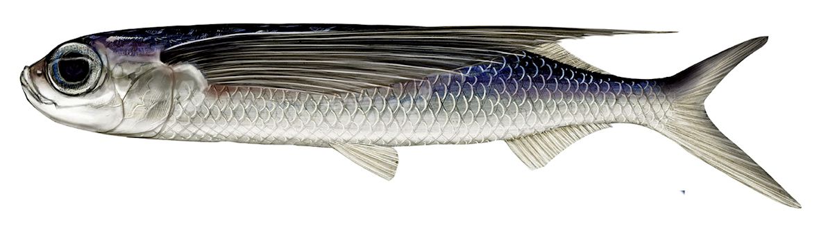 Exocoetus volitans_06